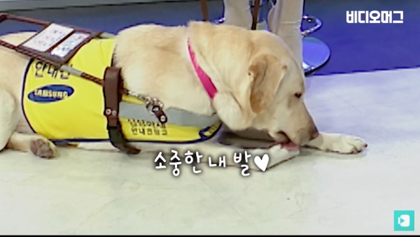 비디오머그