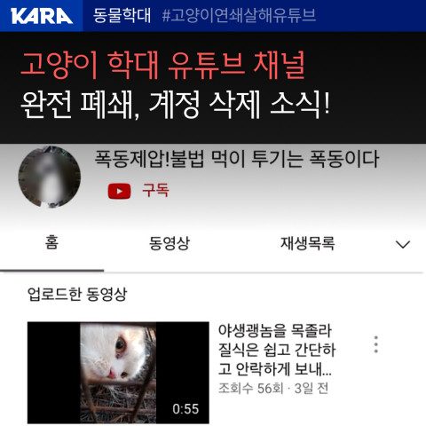 동물권행동 카라, 고양이 학대 유튜브 채널 폐쇄 환영(사진=동물권행동 카라)